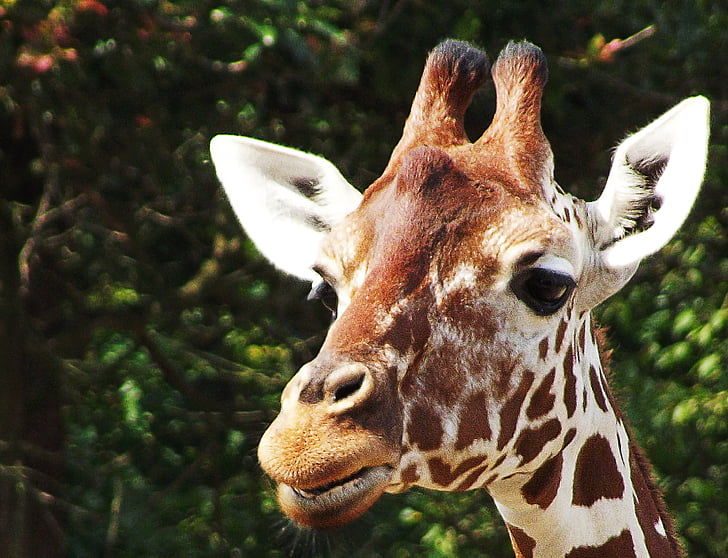 giraff, huvud, djur