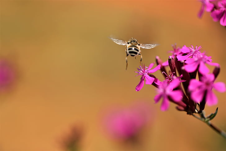 bee, plants, blossom, pink flower, pink, spring flowers, hwasaham