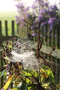 zirnekļa Tīmekļus, Indian summer, rudens