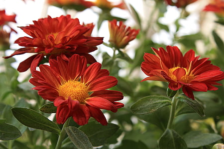 Margaret, röd daisy, blommor, trädgård