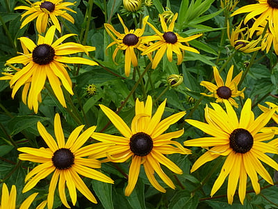 echinacea, flowers, yellow, nature, plant, floral, garden