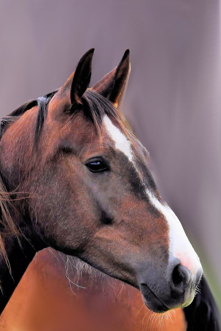 con ngựa, ngựa đầu, động vật, màu nâu, pferdeportrait, một trong những động vật, vật nuôi