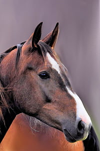 лошадь, Голова лошади, животное, коричневый, pferdeportrait, одно животное, Домашние животные