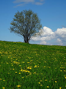 дърво, ливада, природата, пейзаж, Грийн, Полша, поляна