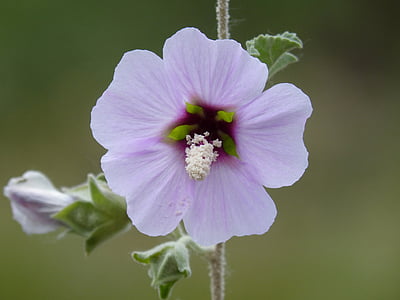 Hibiscus syriacus, Rosa Síria, flor selvagem, detalhe, flora mediterrânica