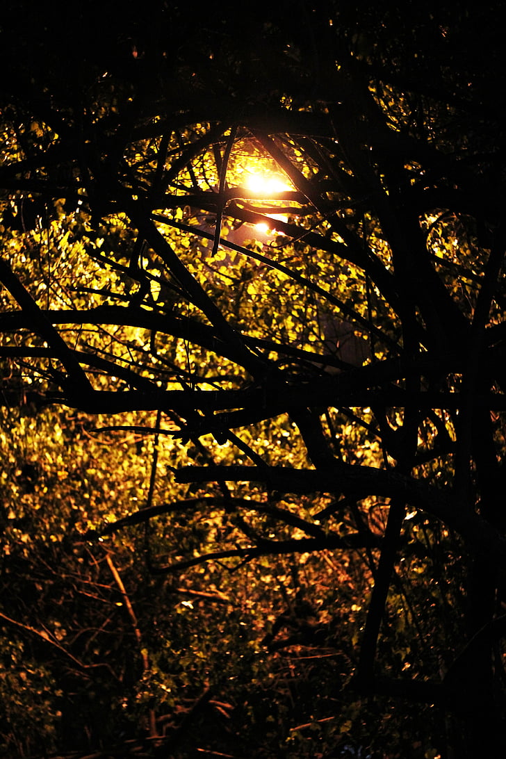 bomen, takken, Twilight, silhouet, milieu