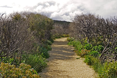 path, bush, nature, nobody, footpath, walk, peaceful