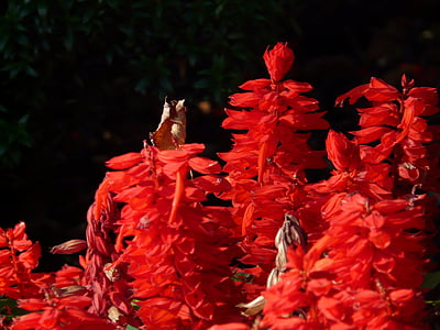 uguns salvija, Salvia splendens, salvija, Salvia, sarkana, dārza augu, balkona augu