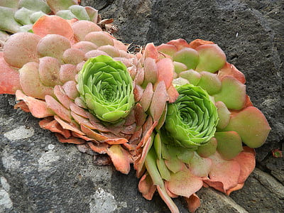 succulents, doğa, Flora, alpines