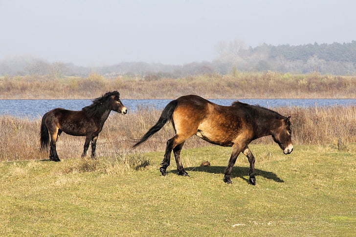 konikspaard, Føll, Kennemerland