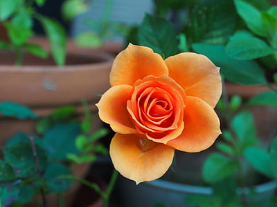 oranžová, růže, Huang, závod, květ, Příroda, detail