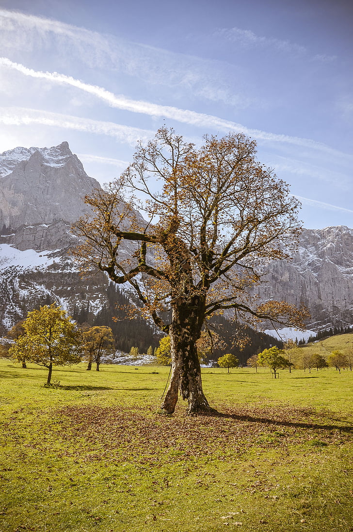 ahornboden, lönn, träd, hösten, bergen, Karwendel, Alpin
