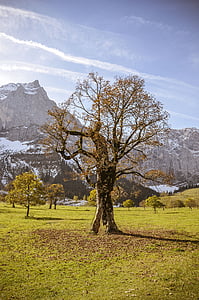 ahornboden, Javor, drvo, jesen, planine, Karwendel, alpski