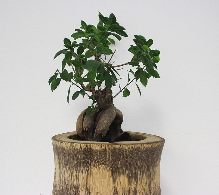 Bonsai, árbol, Oficina, verde, planta, crecer, naturaleza