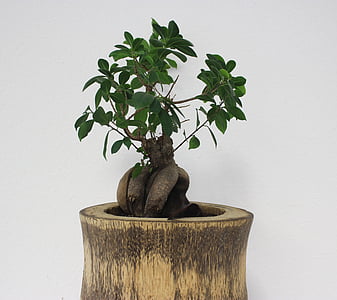 Bonsai, copac, birou, verde, plante, să crească, natura