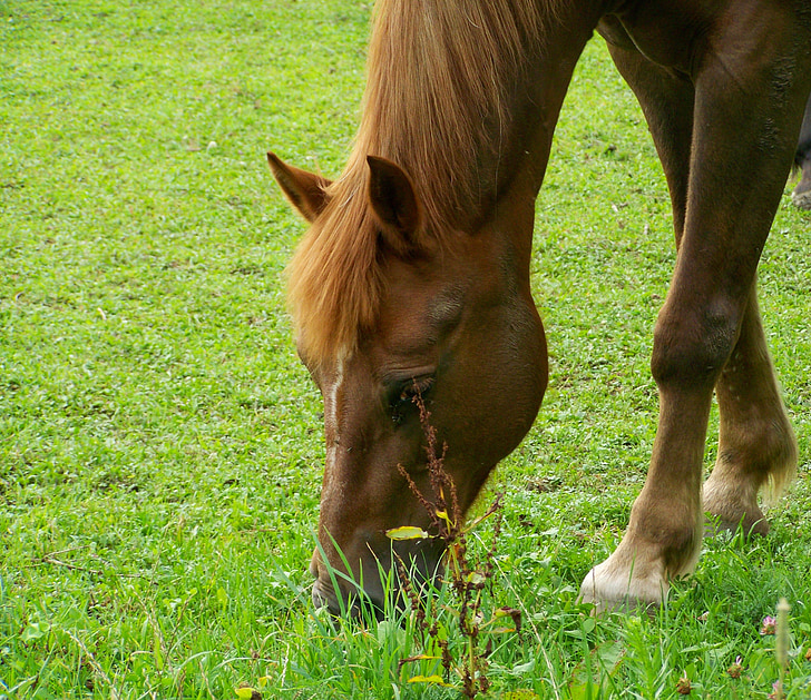 brown horse, pets, ungulates, animal