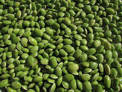 tempat tidur, hijau, sayur, benih, India, kacang, polongan tanaman