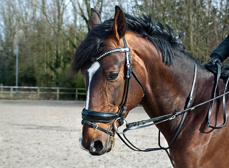 zirgs, vadītājs, saule, profils, mājdzīvnieku, brūns, zirga ratos