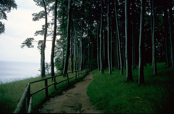 ป่า, ห่างออกไป, ธรรมชาติ, ต้นไม้, เส้นทางเดินป่า, เดินป่า, อารมณ์