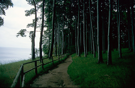 lasu, od, Natura, drzewa, leśna ścieżka, piesze wycieczki, nastrój