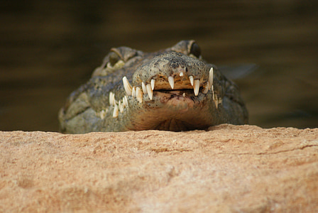 Krokodýl, zuby, nebezpečí, zvíře, plaz, predátor