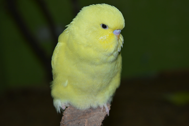 хвилястий Папужка, ziervogel, жовтий