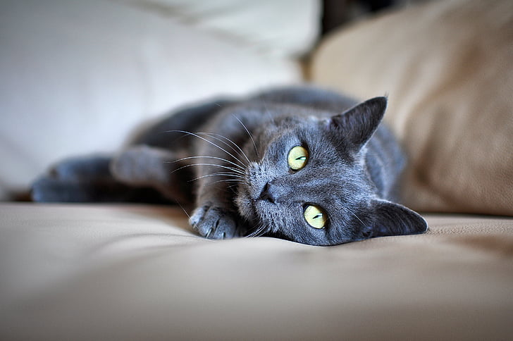 猫, ペット, 灰色の毛皮, 緑目, 横になっています。, 国内の猫, ペット