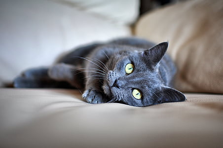 котка, домашен любимец, сива кожа, зелени очи, Лъжата, домашна котка, домашни любимци