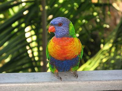 rainbow lorikeet, bird, lorikeet, colorful, wildlife, nature, colours