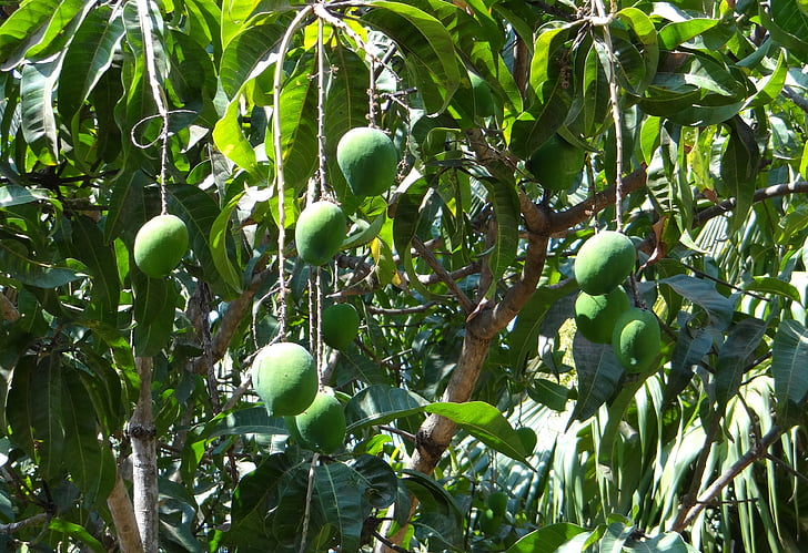 mango, Mangifera indica, frutas tropicales, verde, crecimiento, fruta, Karnataka