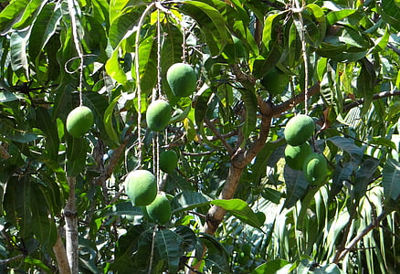 mango, mangifera indica, tropical fruit, green, growing, fruit, karnataka