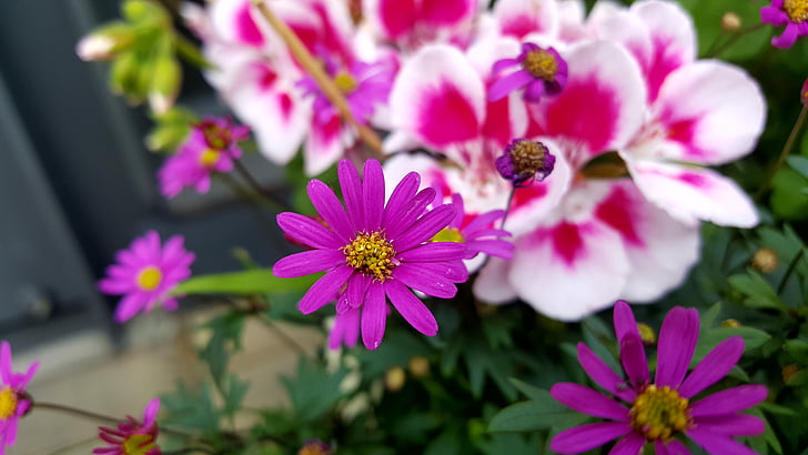 spring, flowers, astar, nature, flower, plant, pink Color