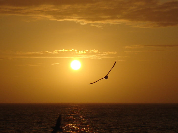 sun, bird, sea, sky, nature, view, air