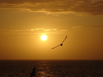 sol, pájaro, mar, cielo, naturaleza, Ver, aire