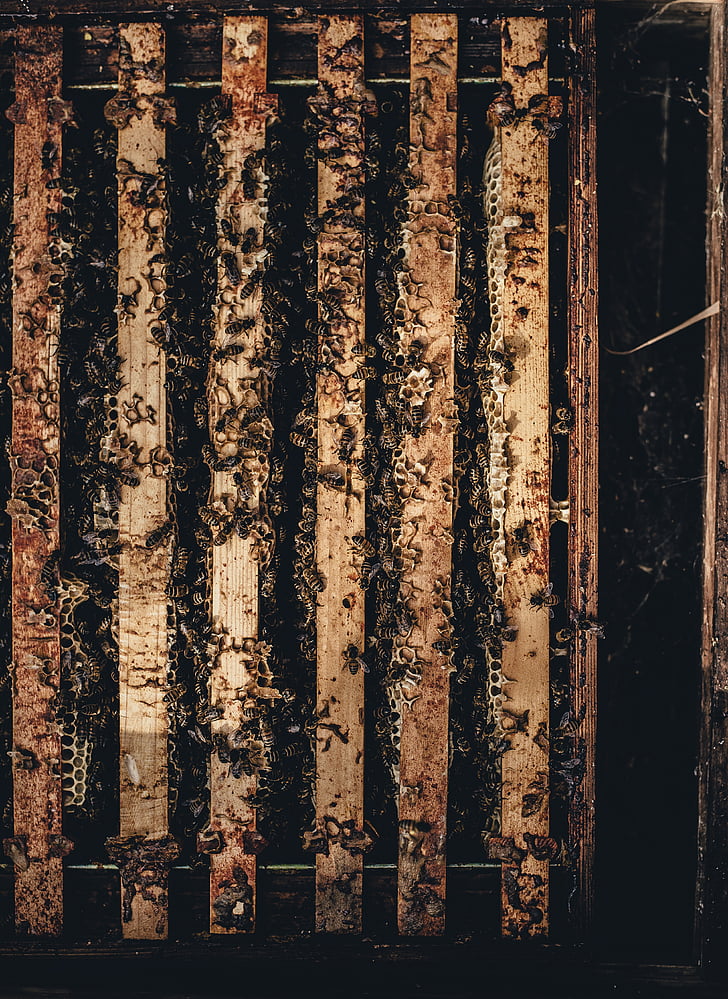 ruche, abeilles, sombre, sale, insectes, modèle, vue de côté