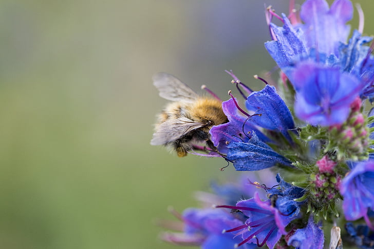 Pszczoła, kwiat, Natura, Płatek, zapylanie, na zewnątrz, zapylania