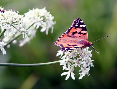 Motyl, skrzydło, kwiaty, Natura, owady, Latem, ogród