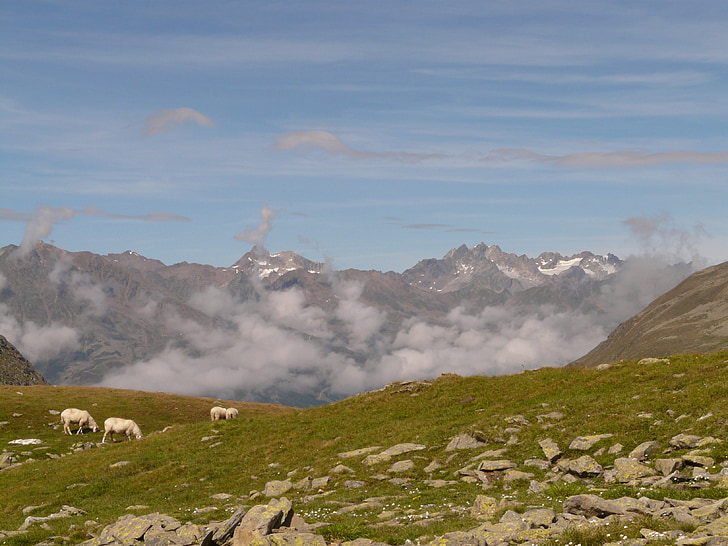 mountain, mountains, timmelsjoch, outlook, sheep, alm, pasture