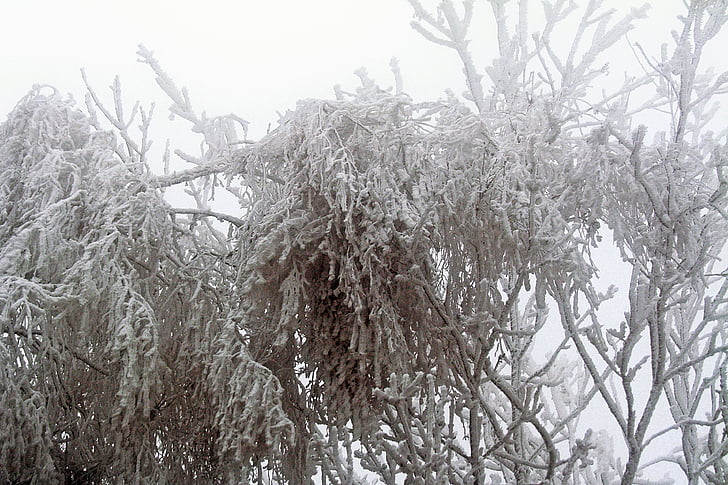 talvel, külmutatud, jäätumine, valged, Frost, külm, puu