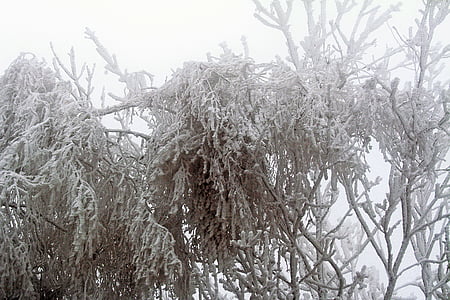 talvel, külmutatud, jäätumine, valged, Frost, külm, puu