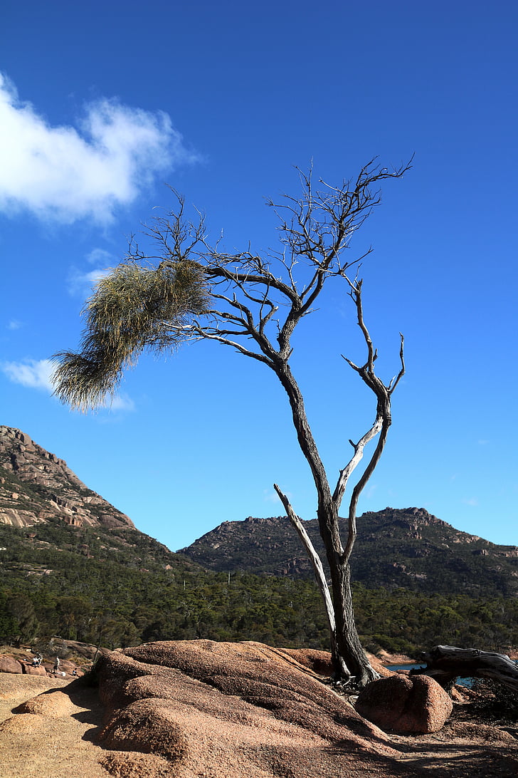 tree, bank, landscape, idyll, australia, freycinet national park, firs