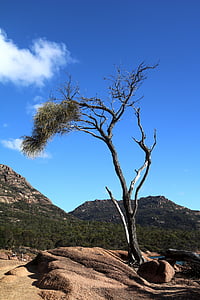 pohon, Bank, pemandangan, Idyll, Australia, Taman Nasional Freycinet, cemara