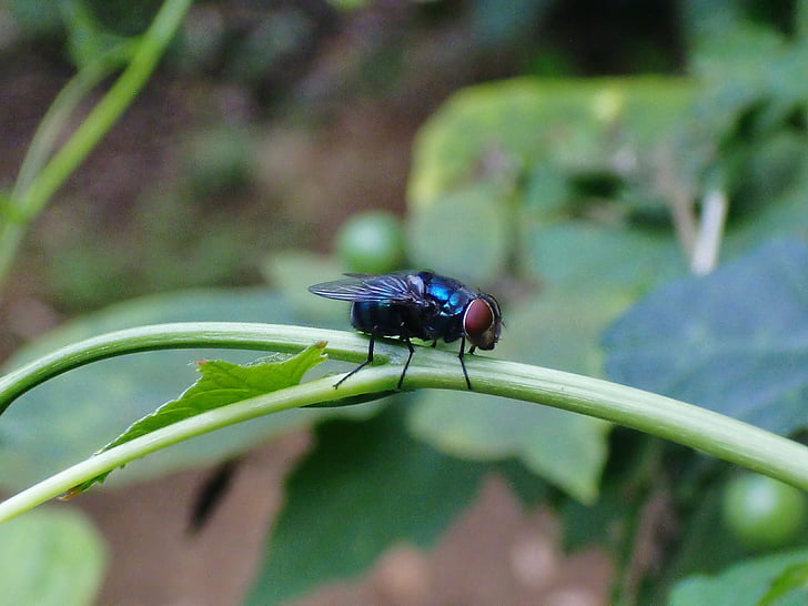 fly, garden, macro, insect, wing, wildlife, bug