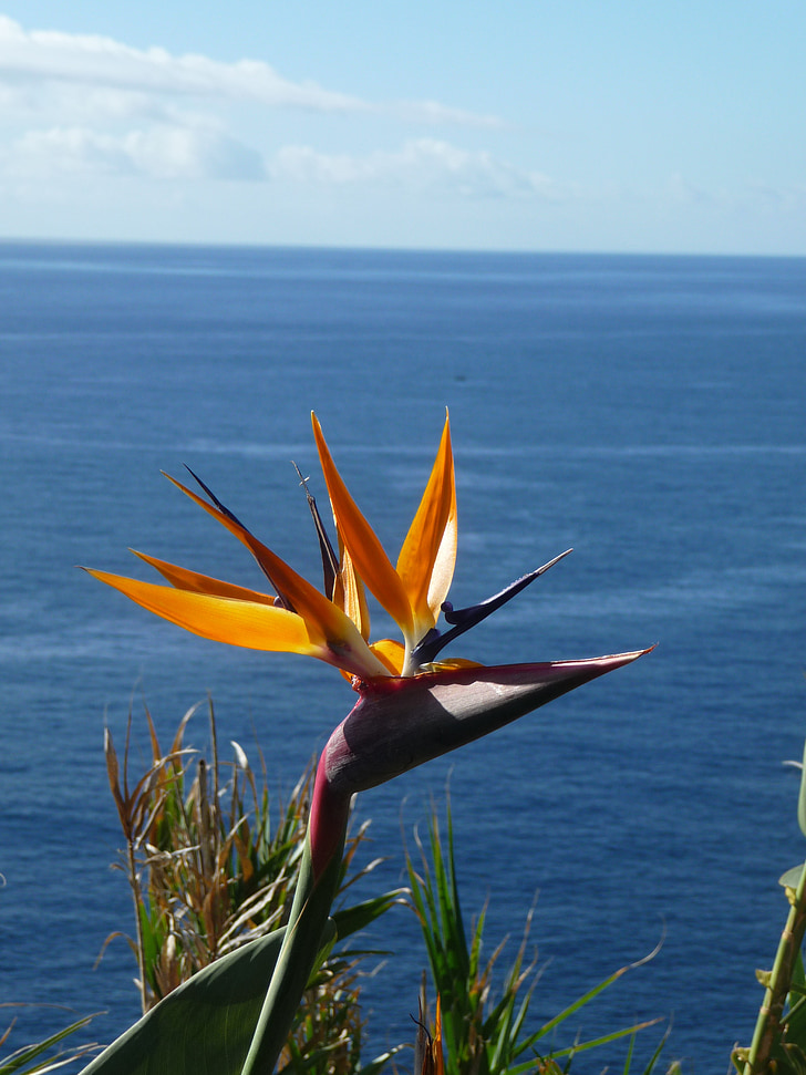 Caudata, orquídeas de strelitzia, efecto invernadero Caudata, flor Ave del paraíso, flor exótica