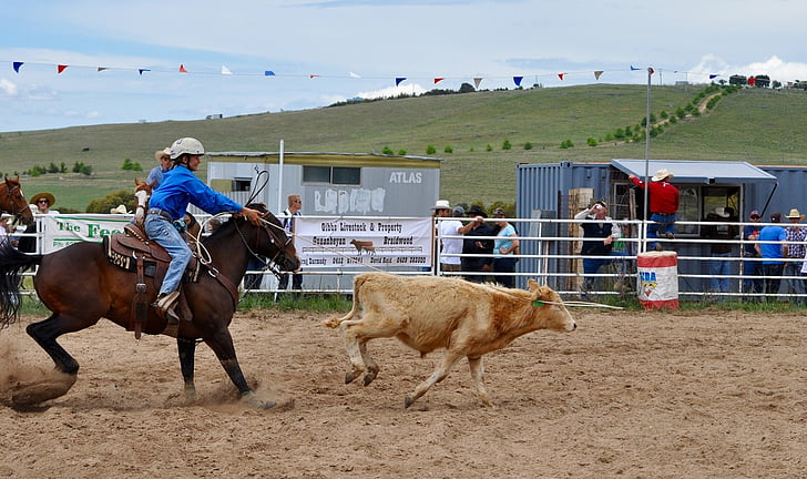 rodeio, Calf roping, Arena, concorrência, ocidental, vaqueira, gado