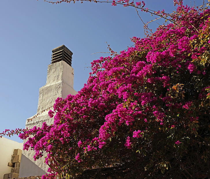 Buganvilla, Hoa, Tổng thống Bush, cây bụi có hoa, cây hưng thịnh, màu tím, Lanzarote