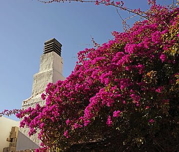 Buganvilla, blommor, Bush, blommande buske, blomstrande träd, lila, Lanzarote