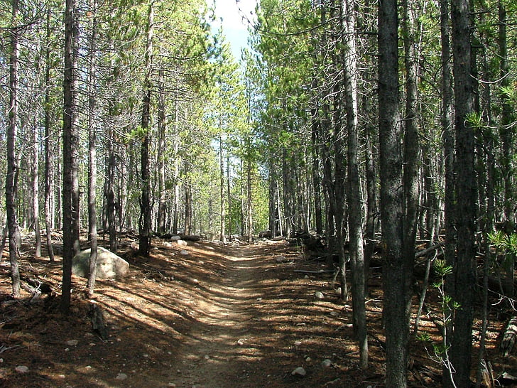 forest, trail, path, hike, trees, nature, tree