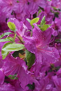 Rhododendron, Pink, blomst, natur, flora
