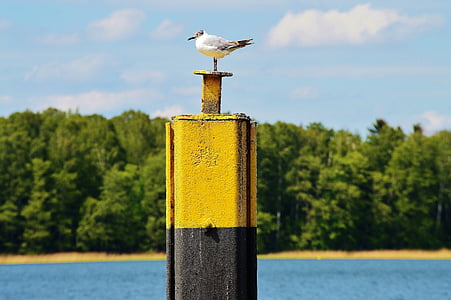 Seagull, bollards, Landing bridge, werbellinsee, air, sisanya, dengan lensa tele